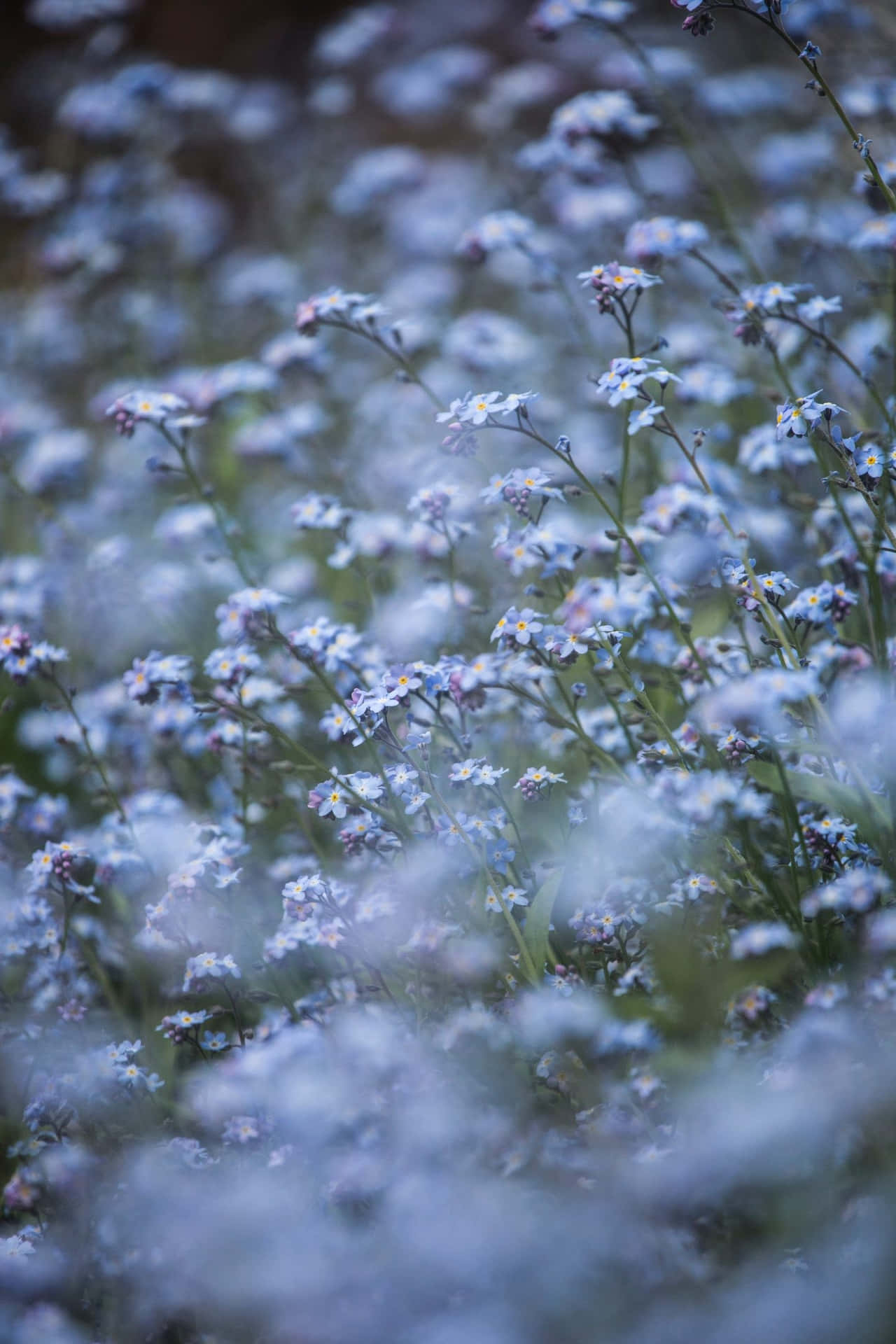 Embrace The Beauty Of Blue Flowers. Background