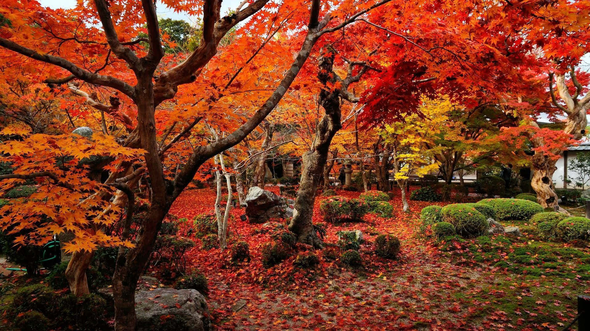 Embrace The Beauty Of Nature In Brilliant Fall Colors. Background