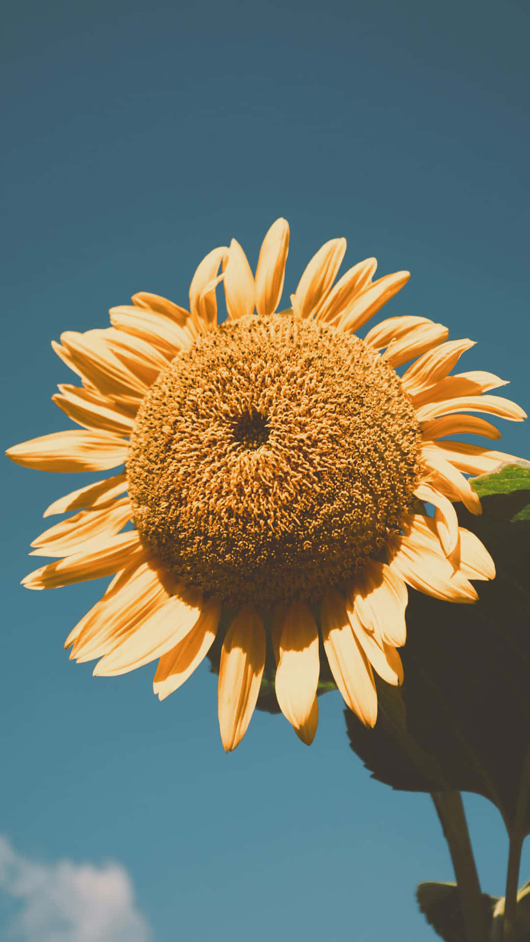 Embrace The Beauty Of Sunflowers With This Aesthetic Iphone Wallpaper Background