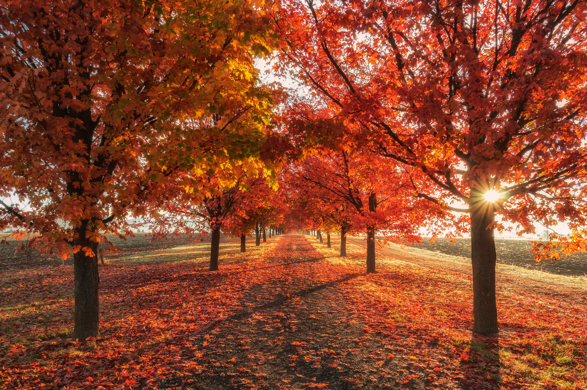 Embrace The Charm Of Autumn Background