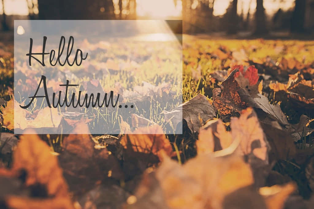 Embrace The Charms Of Autumn With Our 'hello Fall' Wallpaper. Background