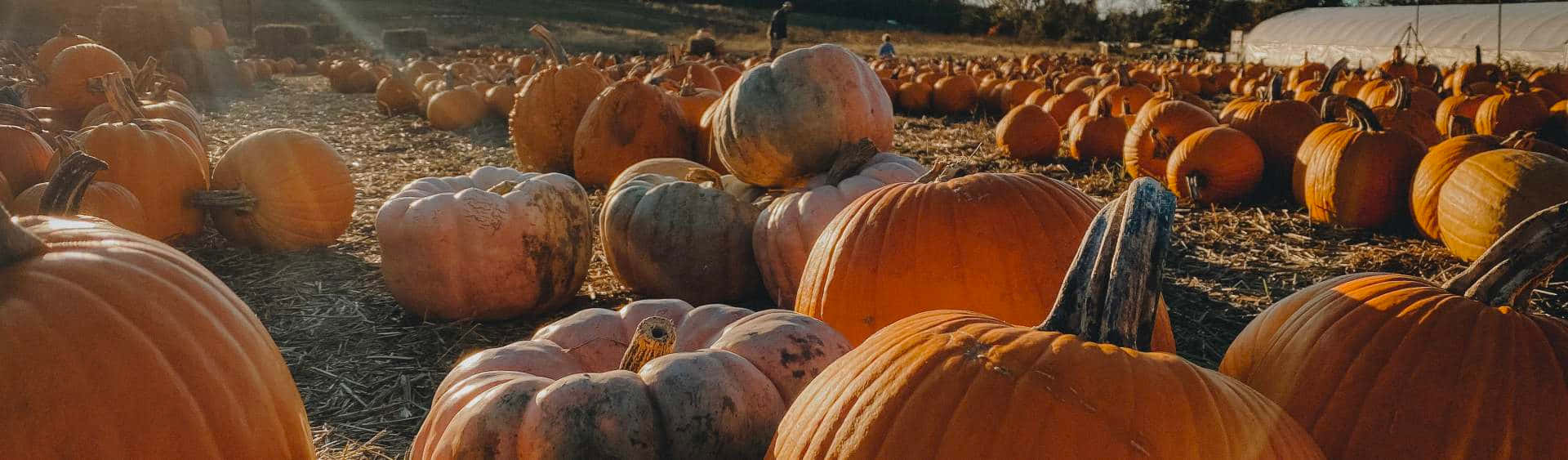 Embrace The Essence Of Fall With Vibrant Pumpkins And Leaves Background