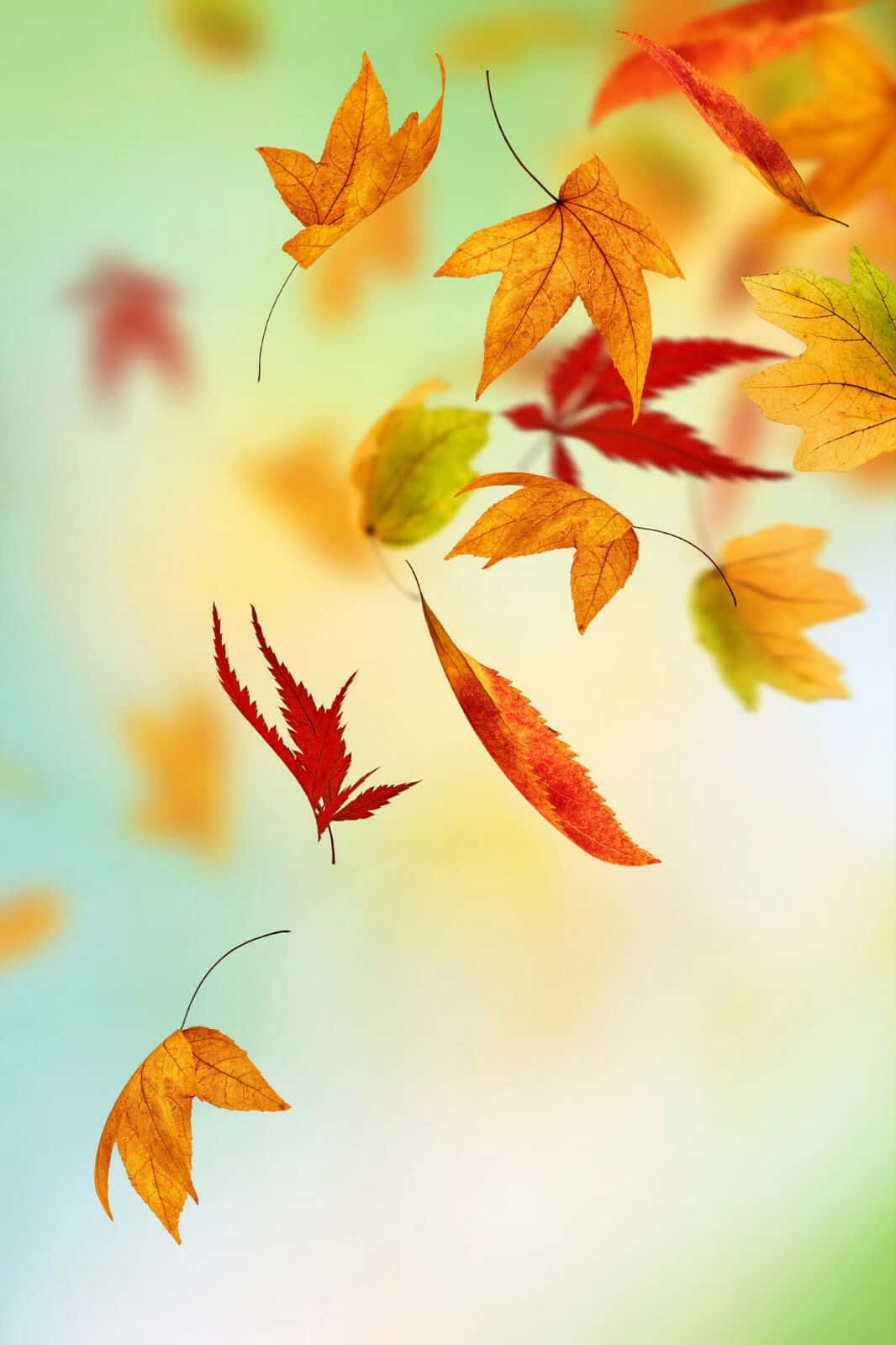 Embrace The Golden Season Of Fall With Autumn Leaves Phone Background