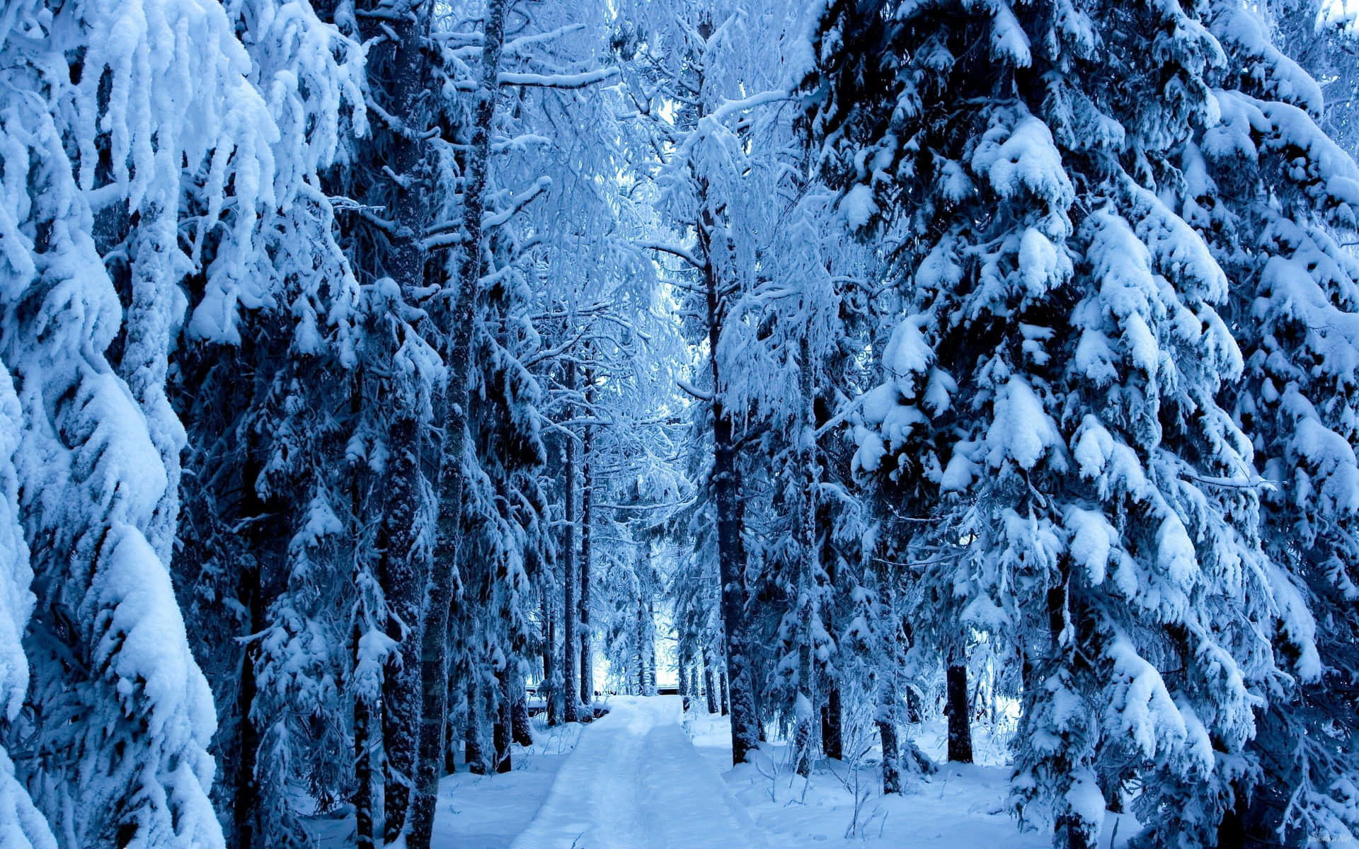 Embrace The Mystique Of A Winter Forest Background