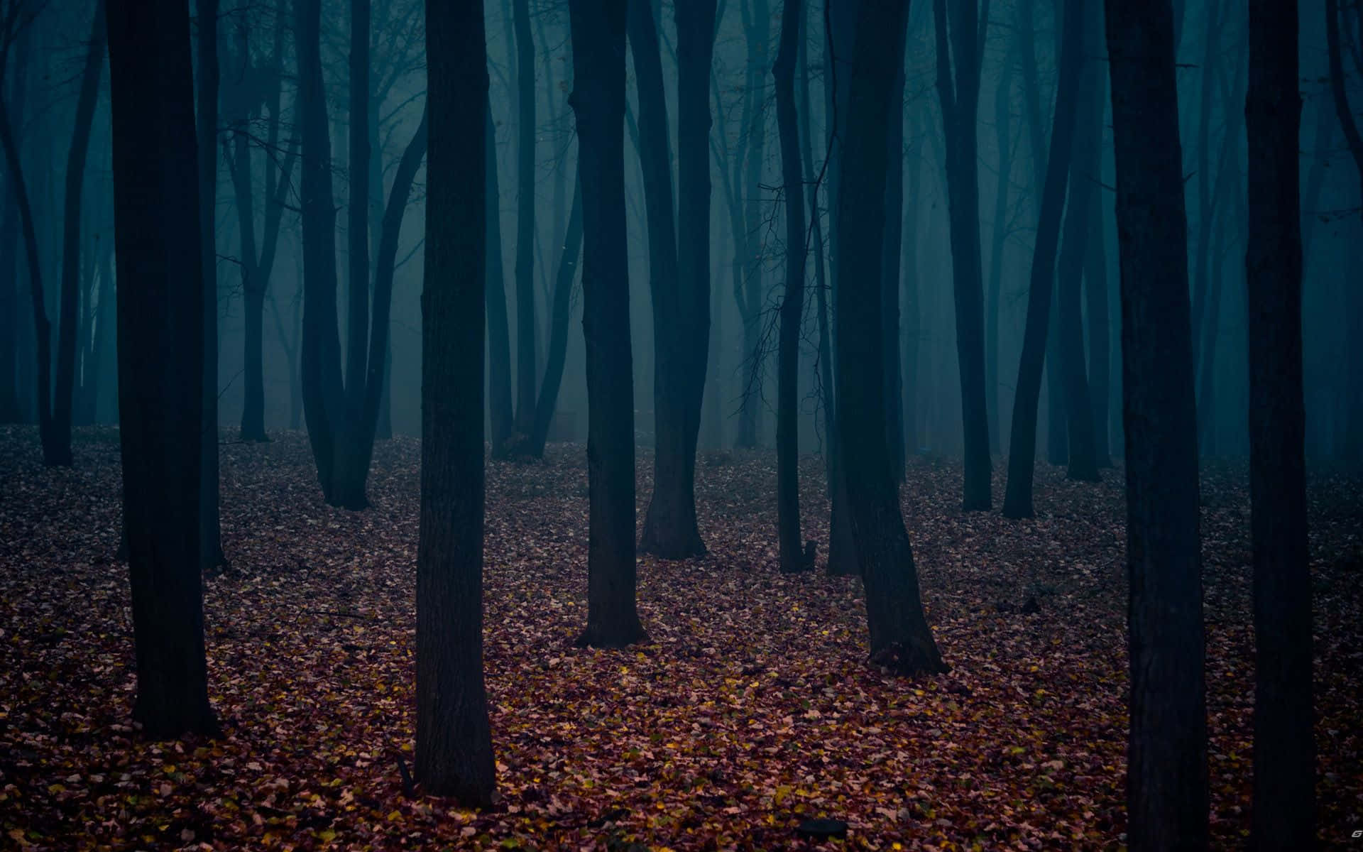 Embrace The Peaceful Splendor Of Nature Background