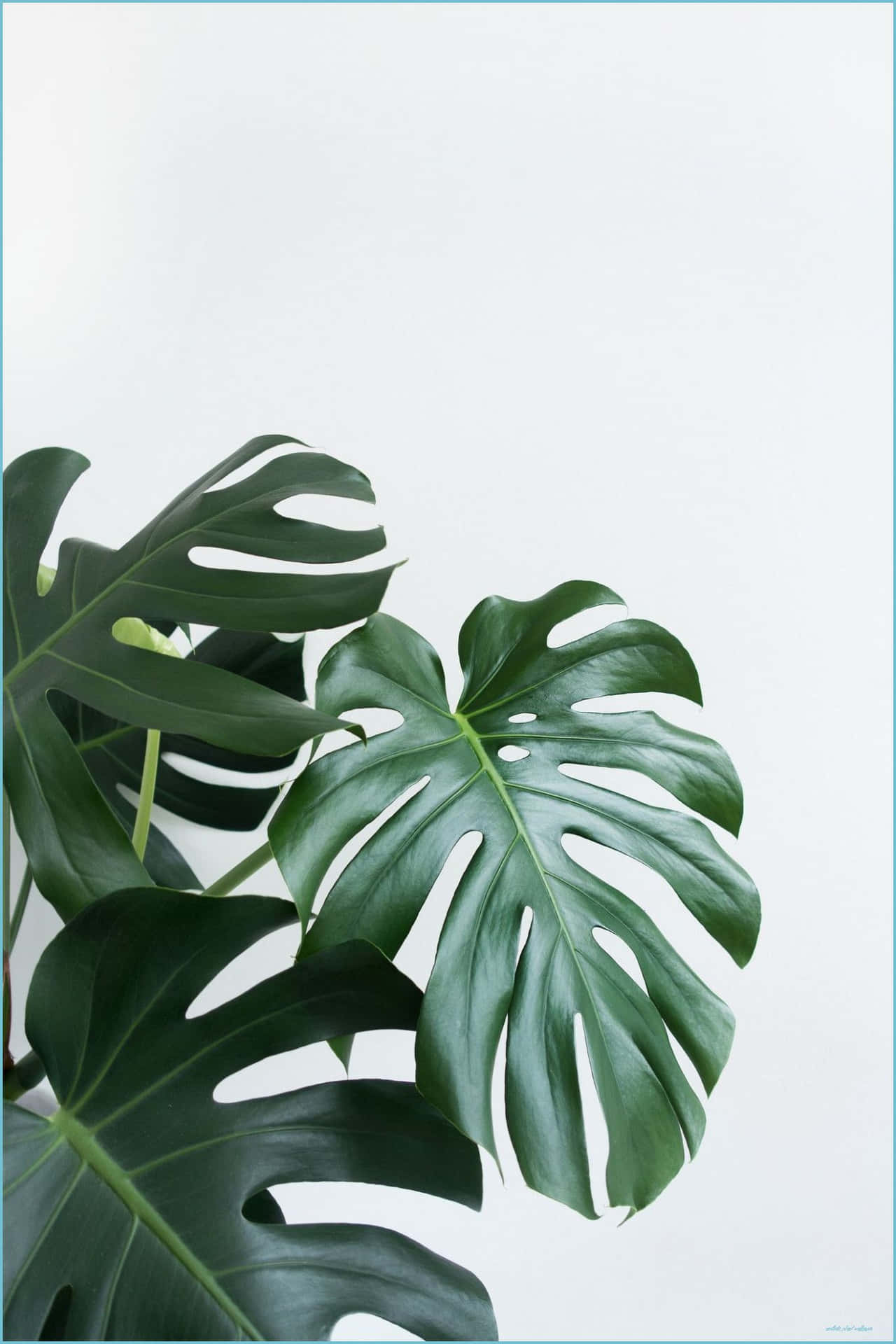 Embrace The Serenity Of Nature With The Green Plant Aesthetic Background