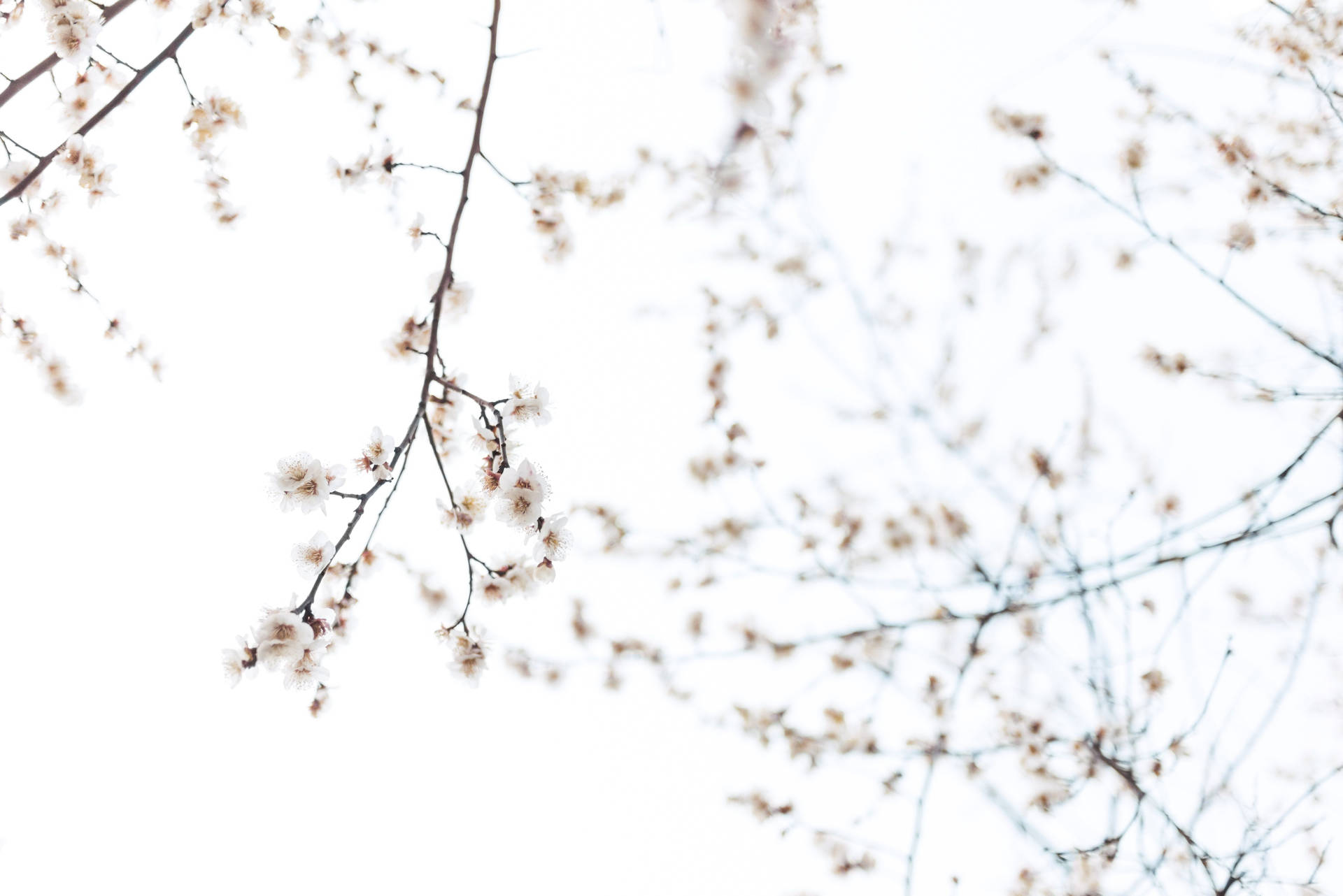 Embrace The Simplicity And Beauty Of Spring With A Minimalist Approach. Background