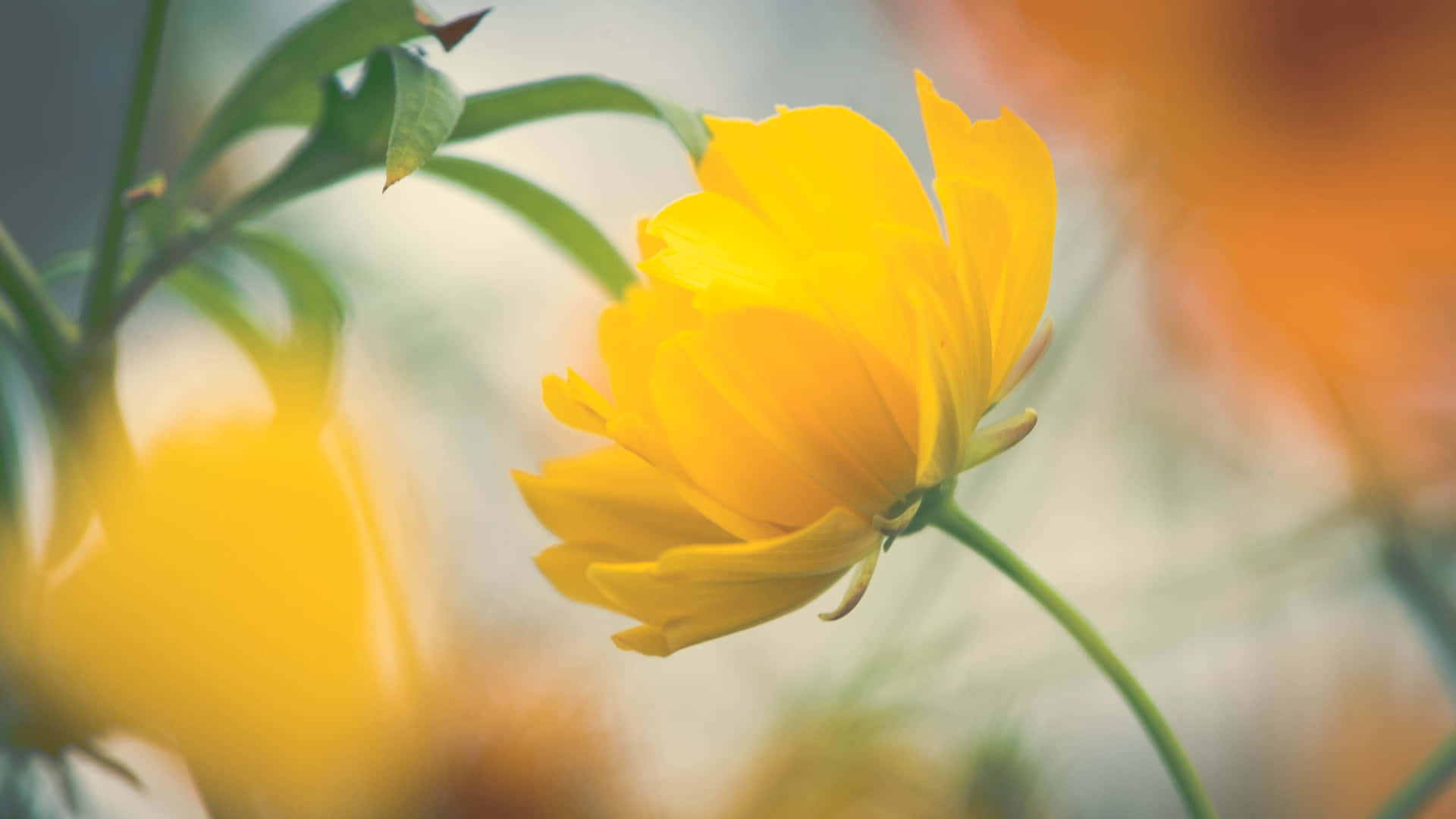 Embrace The Vibrance Of Beautiful Yellow Background