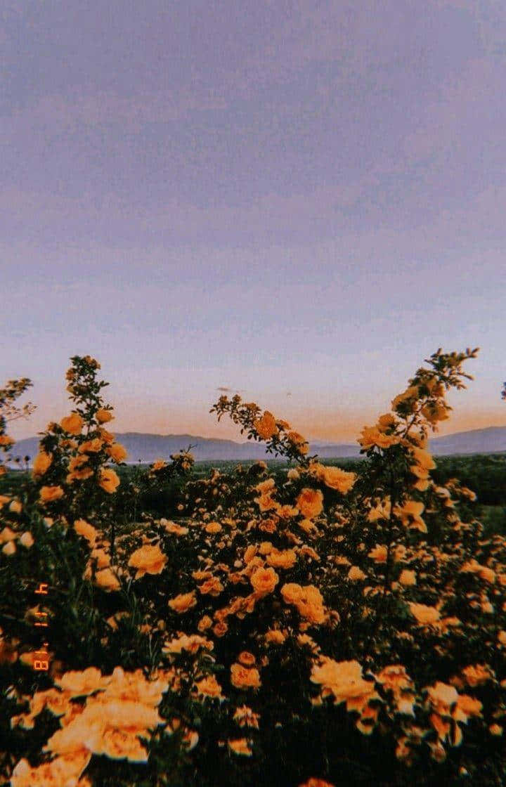Embrace The Warm Vibes Of The Sun. Background