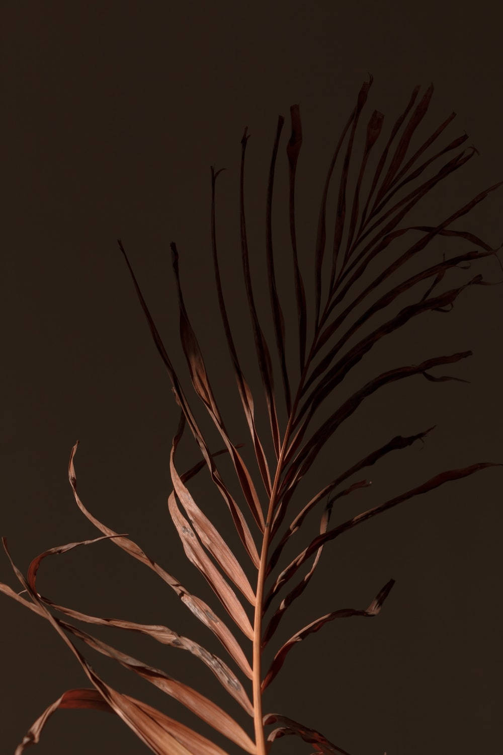 Embracing Nature's Serenity - Light Brown Aesthetic Palm Leaf Background