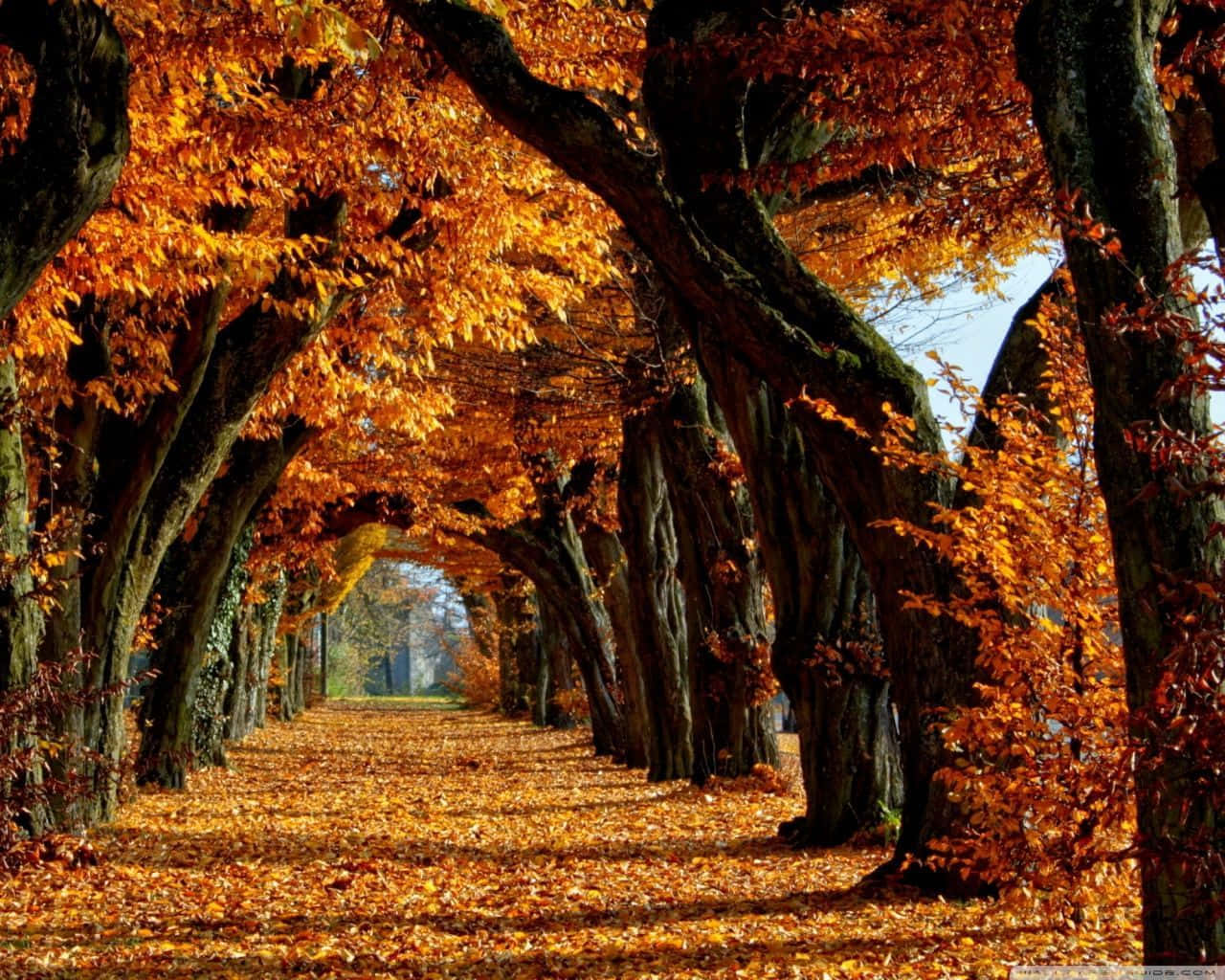 Embracing The Fall Season Background