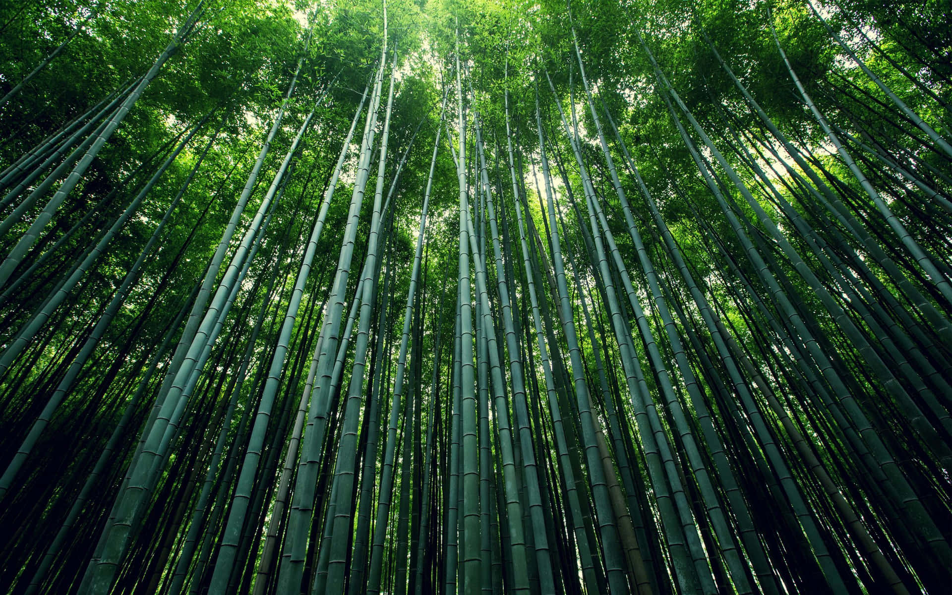 Emerald Bamboo Forest Background