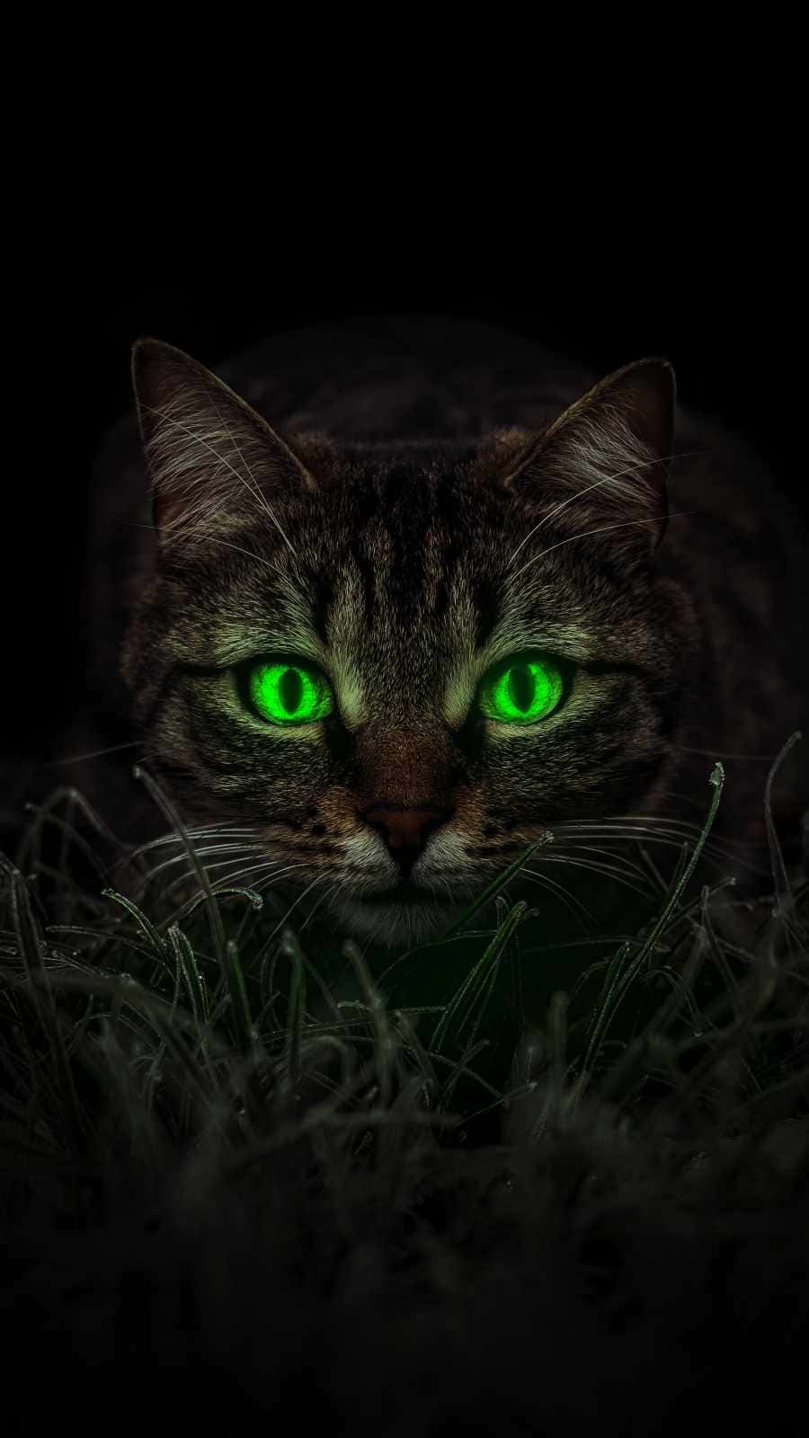 Emerald Cat Eyes Tabby Cat