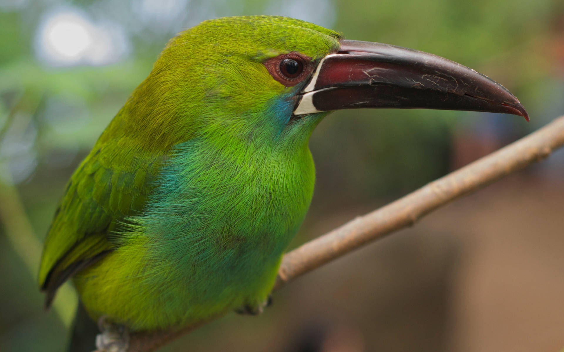 Emerald Green Bird