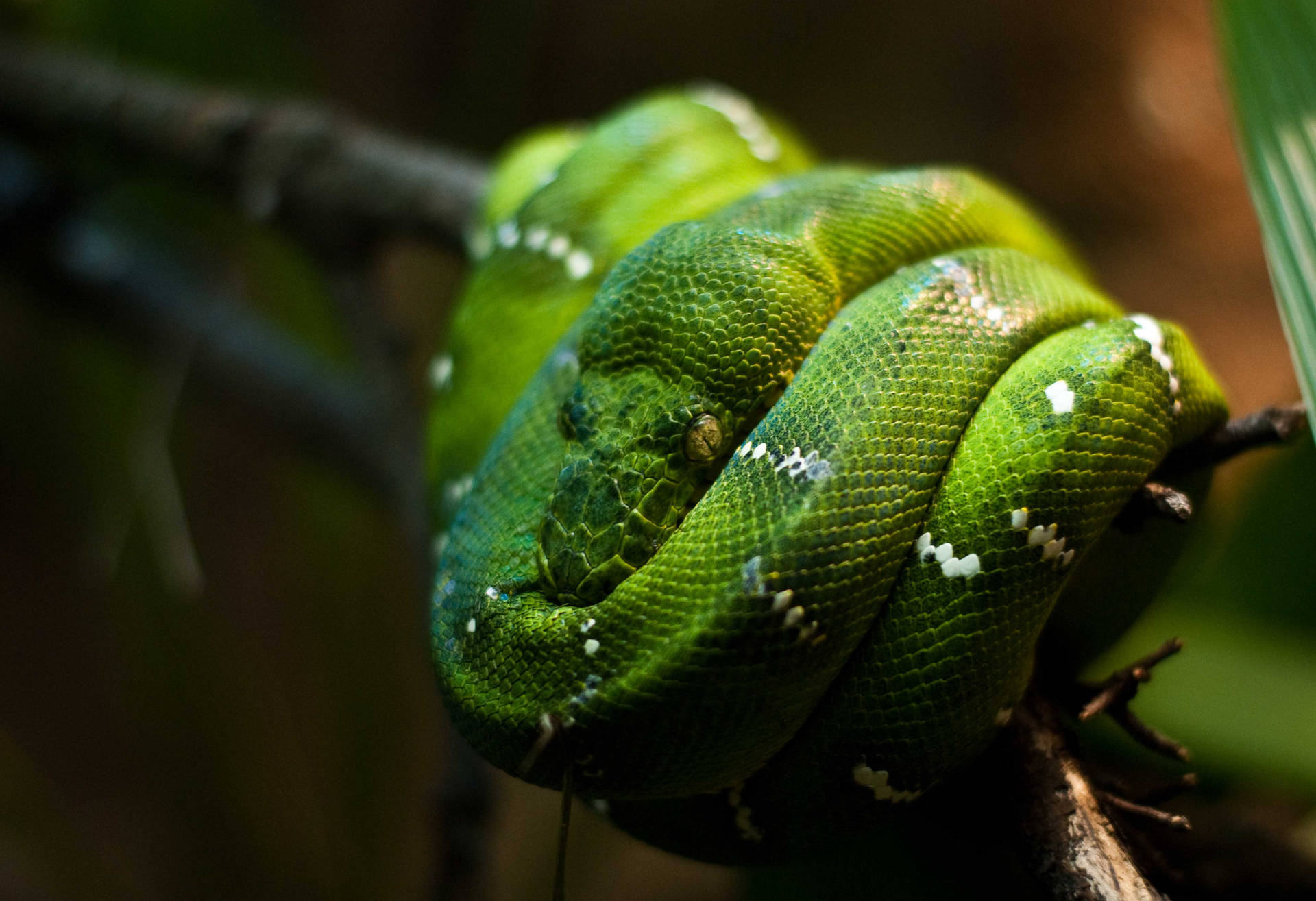 Emerald Green Boa Snake Background