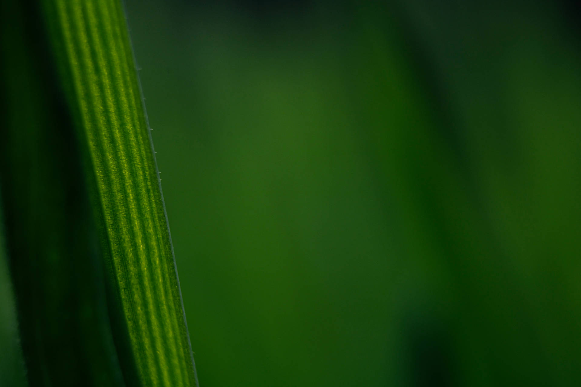 Emerald Green Leaf Background