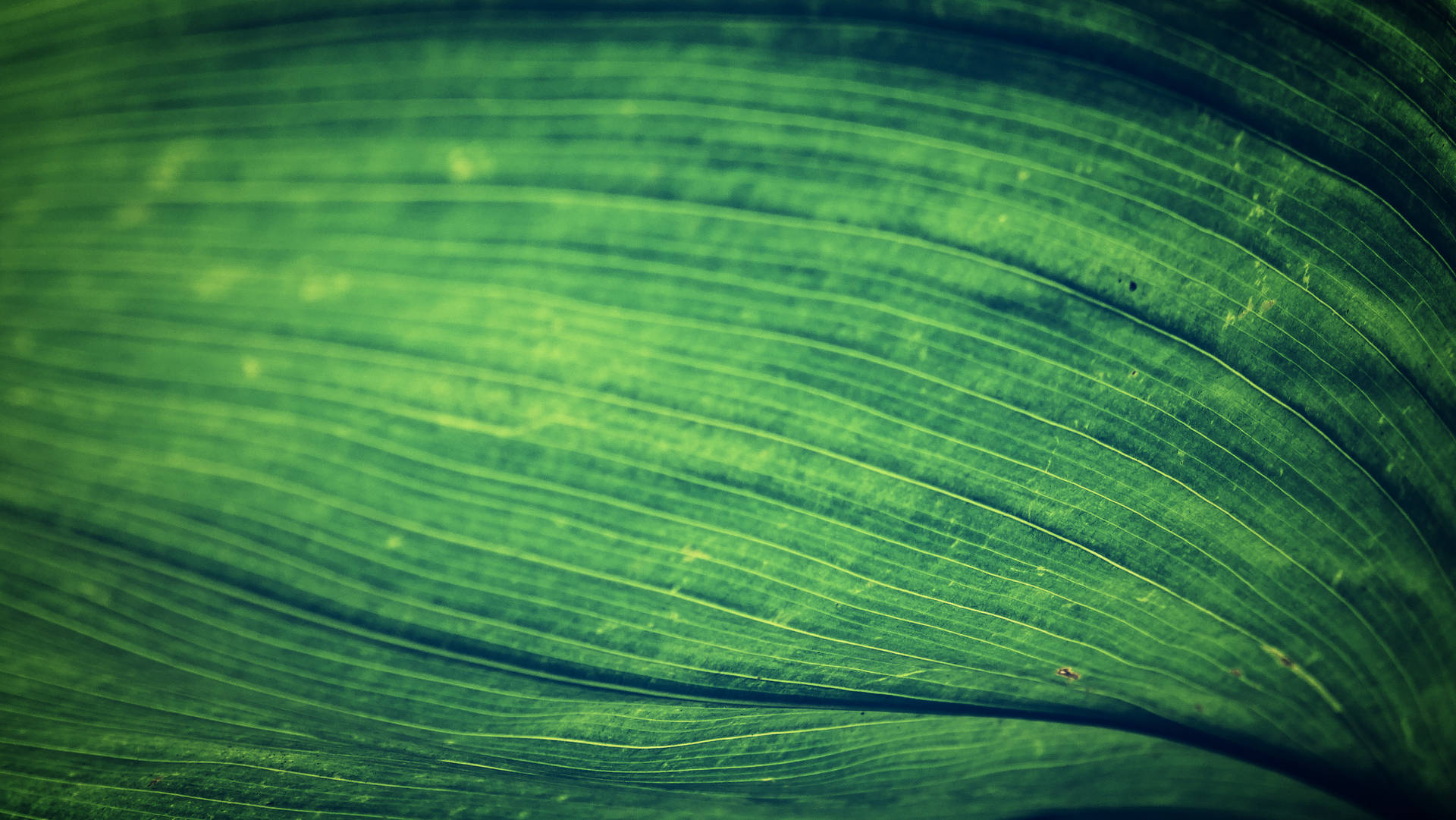 Emerald Green Leaf Background