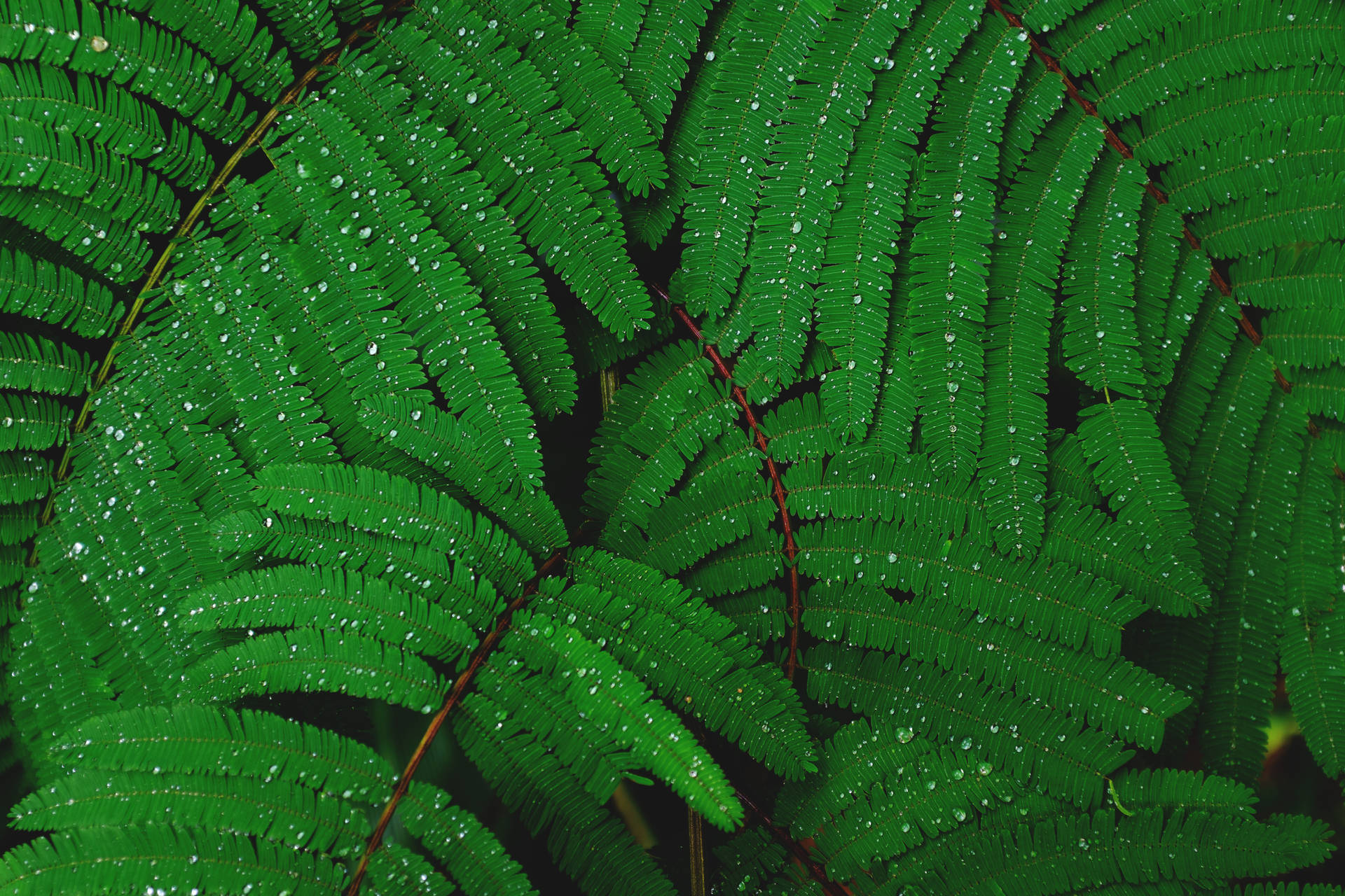 Emerald Green Plant With Dew Drops