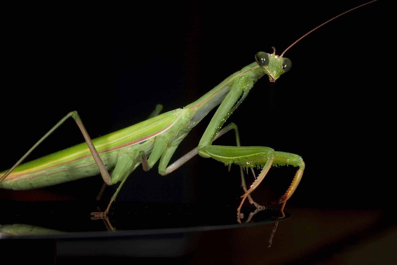 Emerald Green Praying Mantis Background