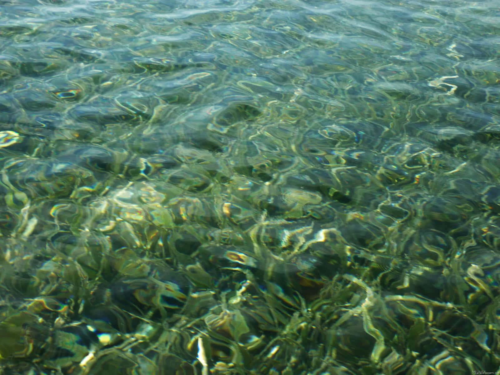 Emerald Green Shallow Water Background