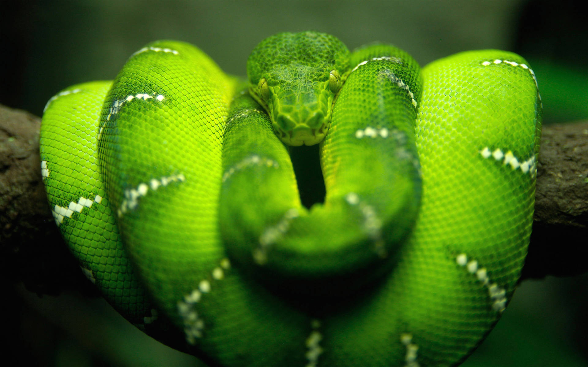 Emerald Green Snake On Trunk