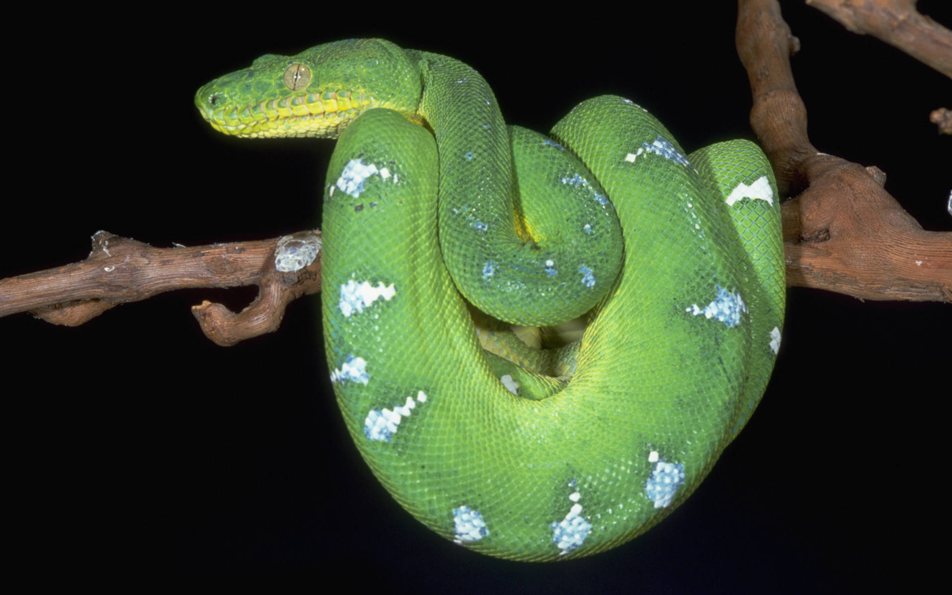 Emerald Green Snake