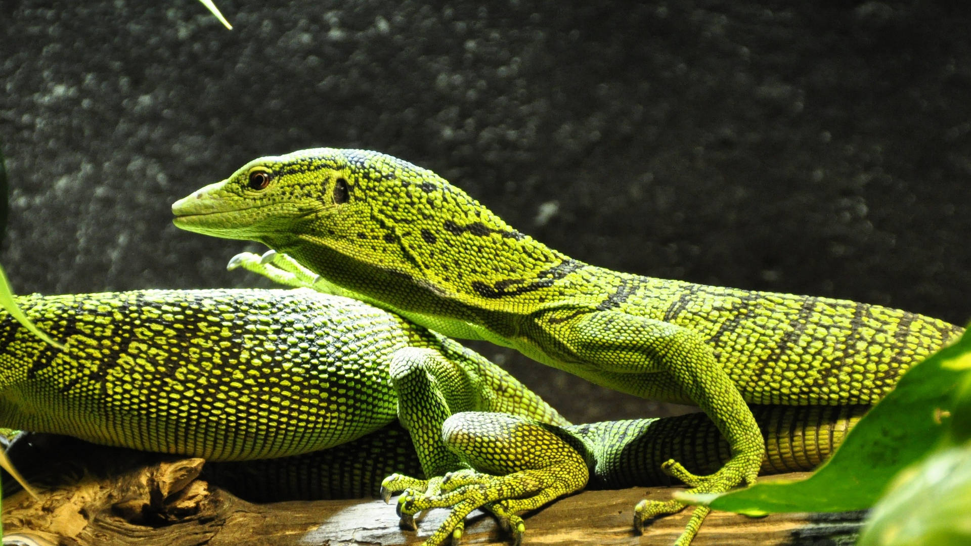 Emerald Tree Monitor Lizard On Tree Branch Background