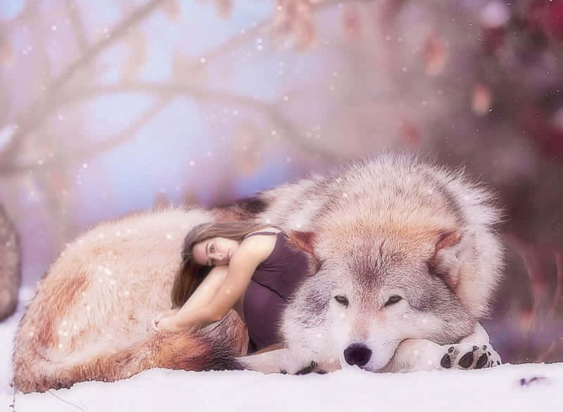 Empathetic Connection - A Girl With A Wolf Background