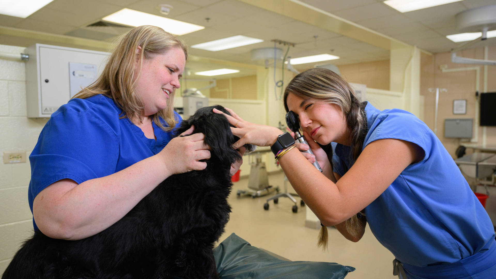 Empathetic Veterinarian Treating A Domestic Dog