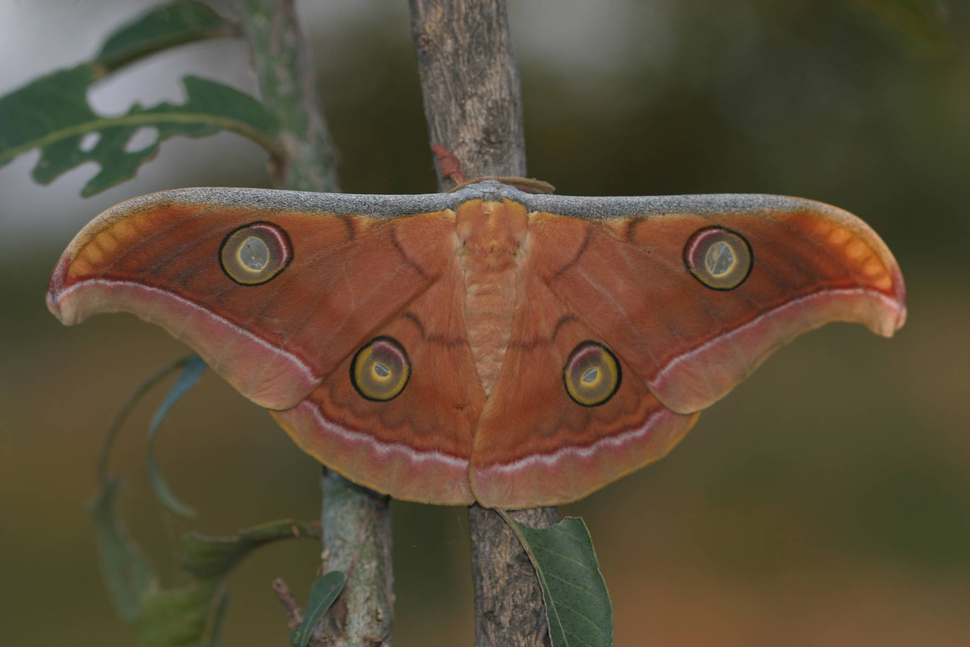 Emperor Gum Tasar Garden Silkmoth Background