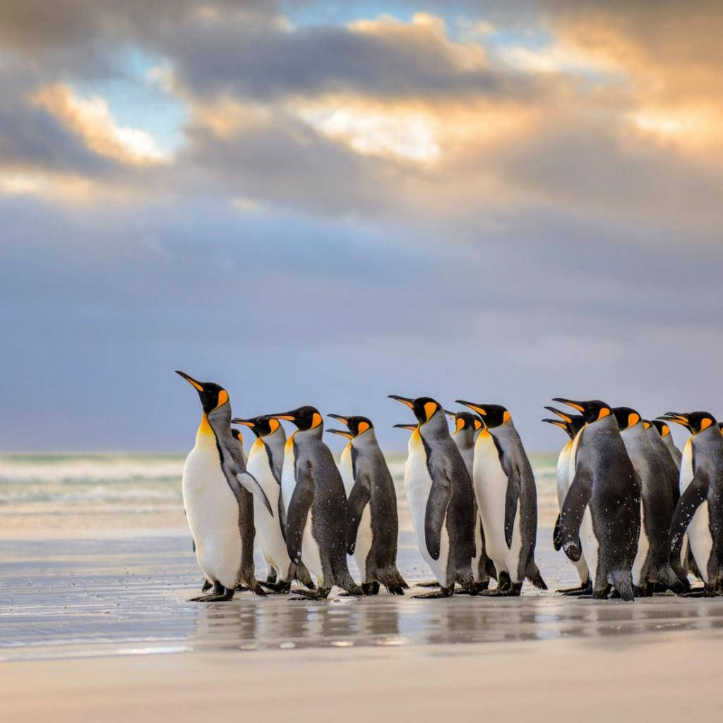 Emperor Penguins Coast