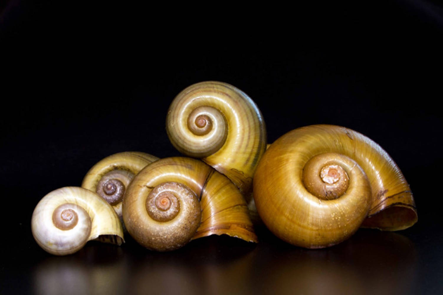 Empty Brown Snail Shells