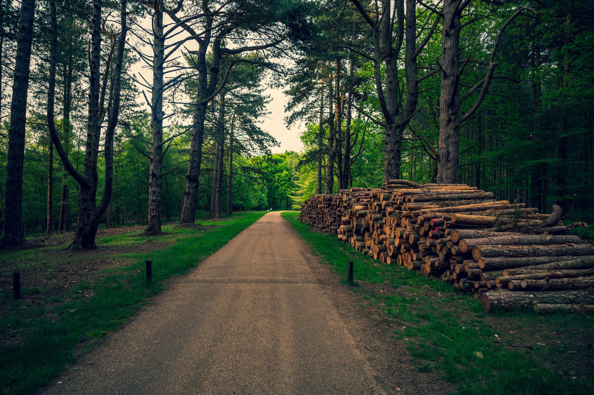 Empty Path In The Woods Background