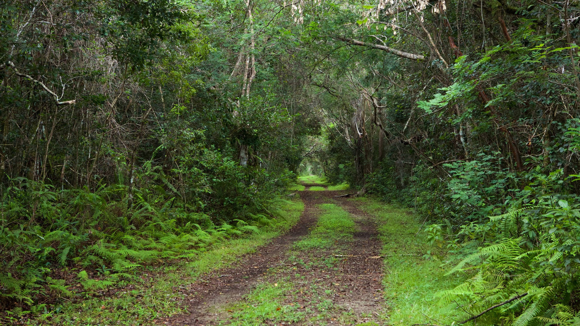 Empty Road Trees Everglades National Park Background