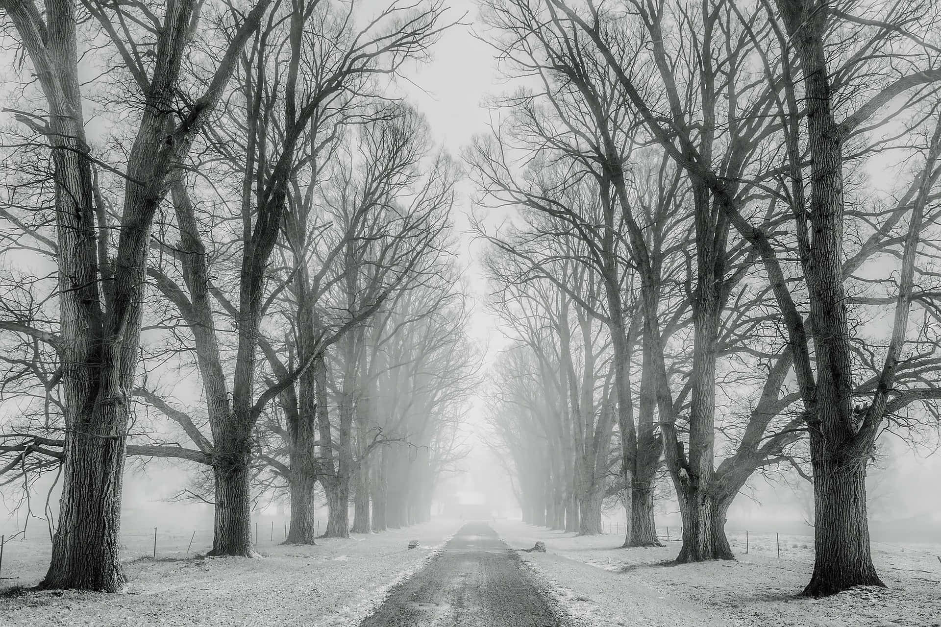 Empty Road With Snow Trees Background