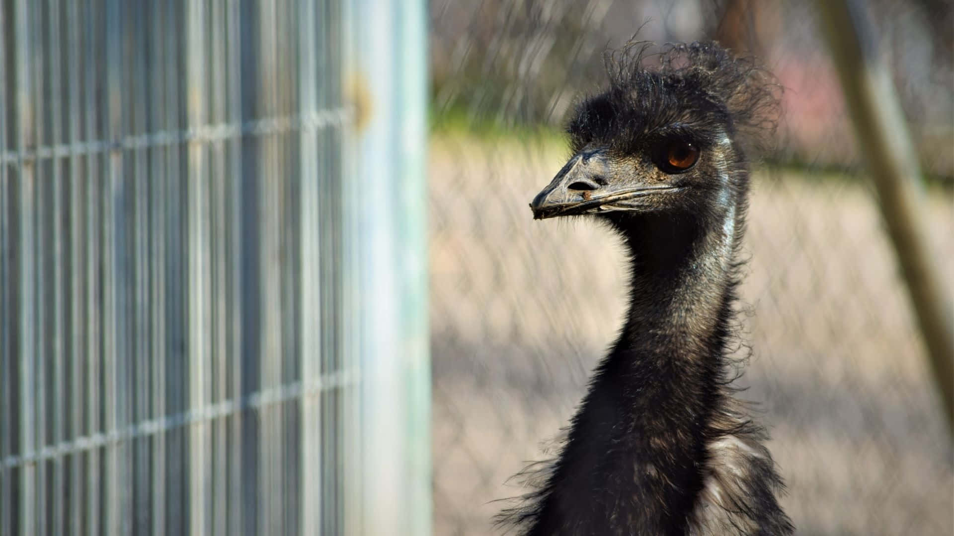 Emu Behind Fence.jpg Background