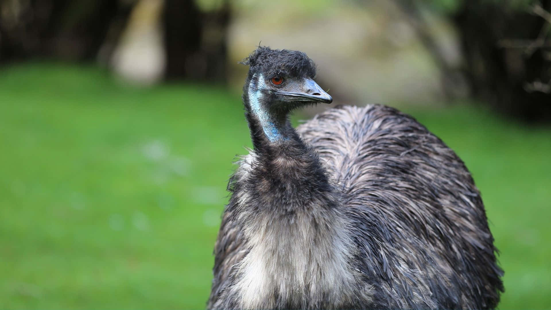 Emu Birdin Natural Habitat.jpg Background