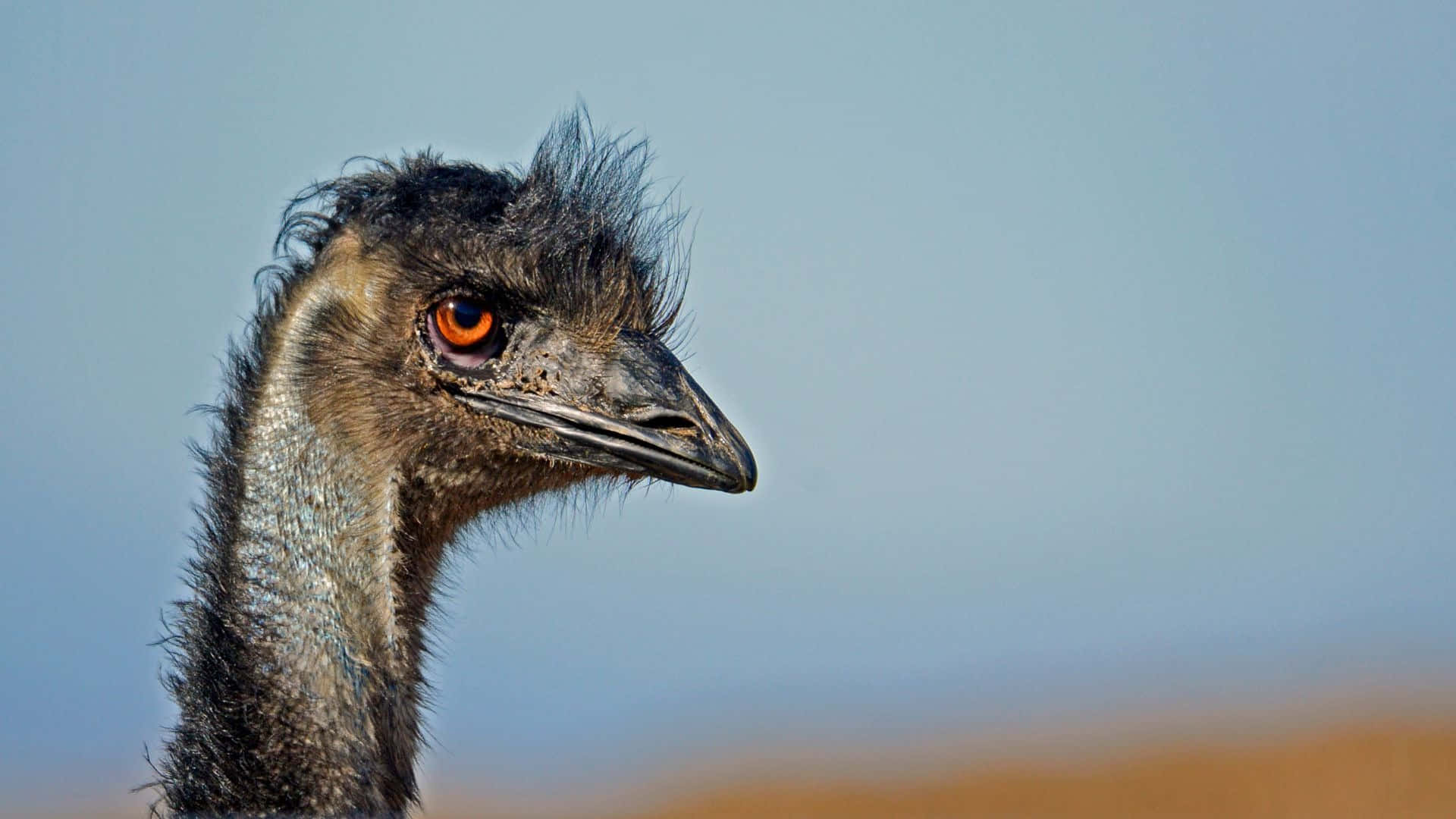 Emu Portrait Against Blue Sky.jpg Background