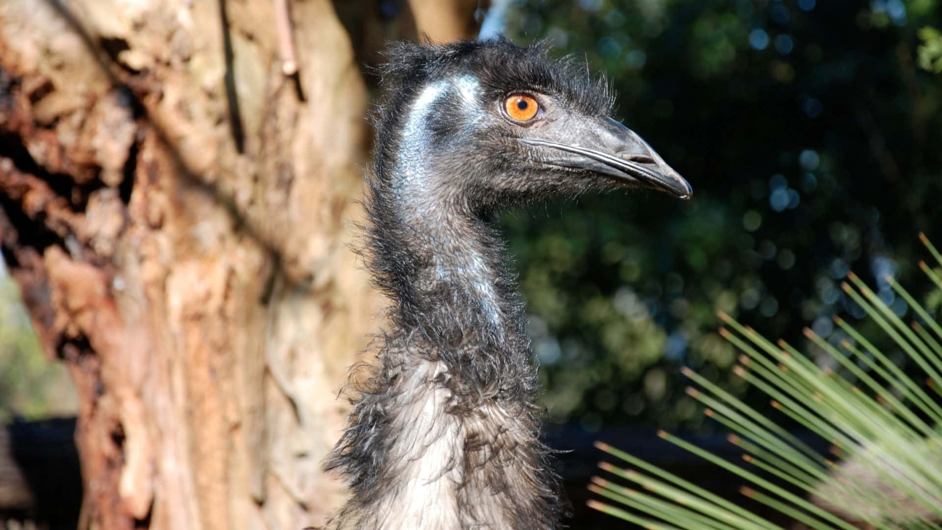 Emu Portraitin Natural Habitat.jpg Background