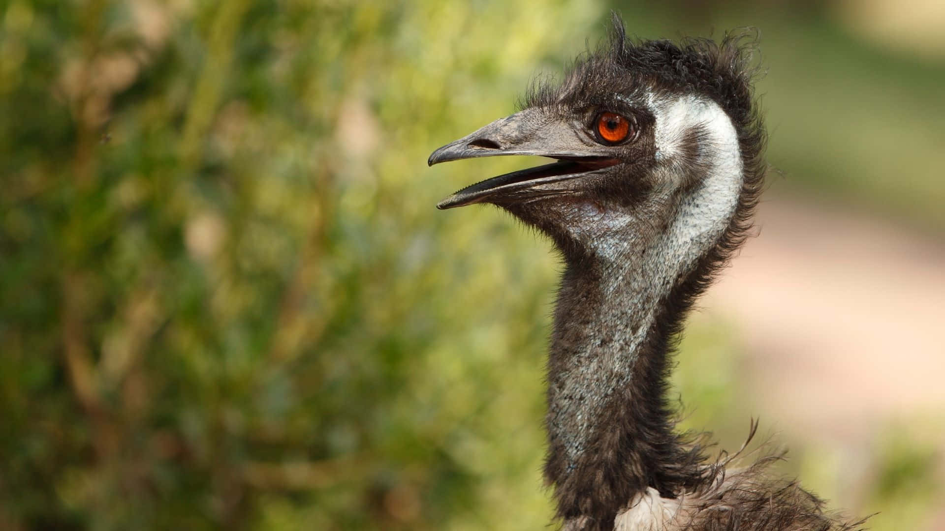 Emu Portraitin Natural Habitat.jpg Background