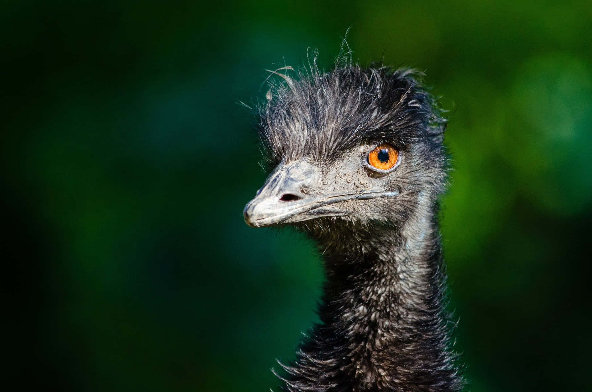 Emu Portraitwith Orange Eyes