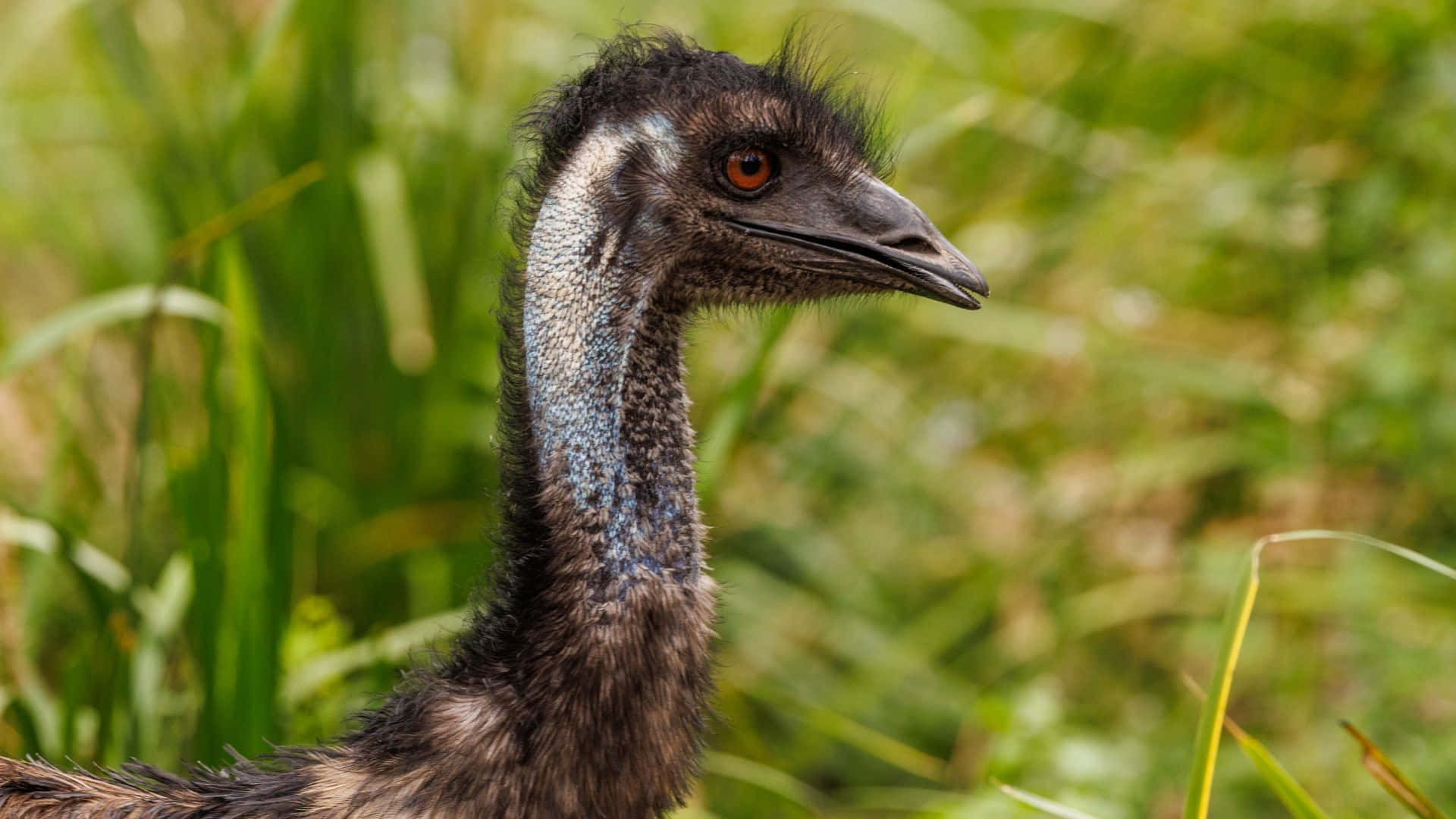 Emu Profilein Natural Habitat.jpg Background