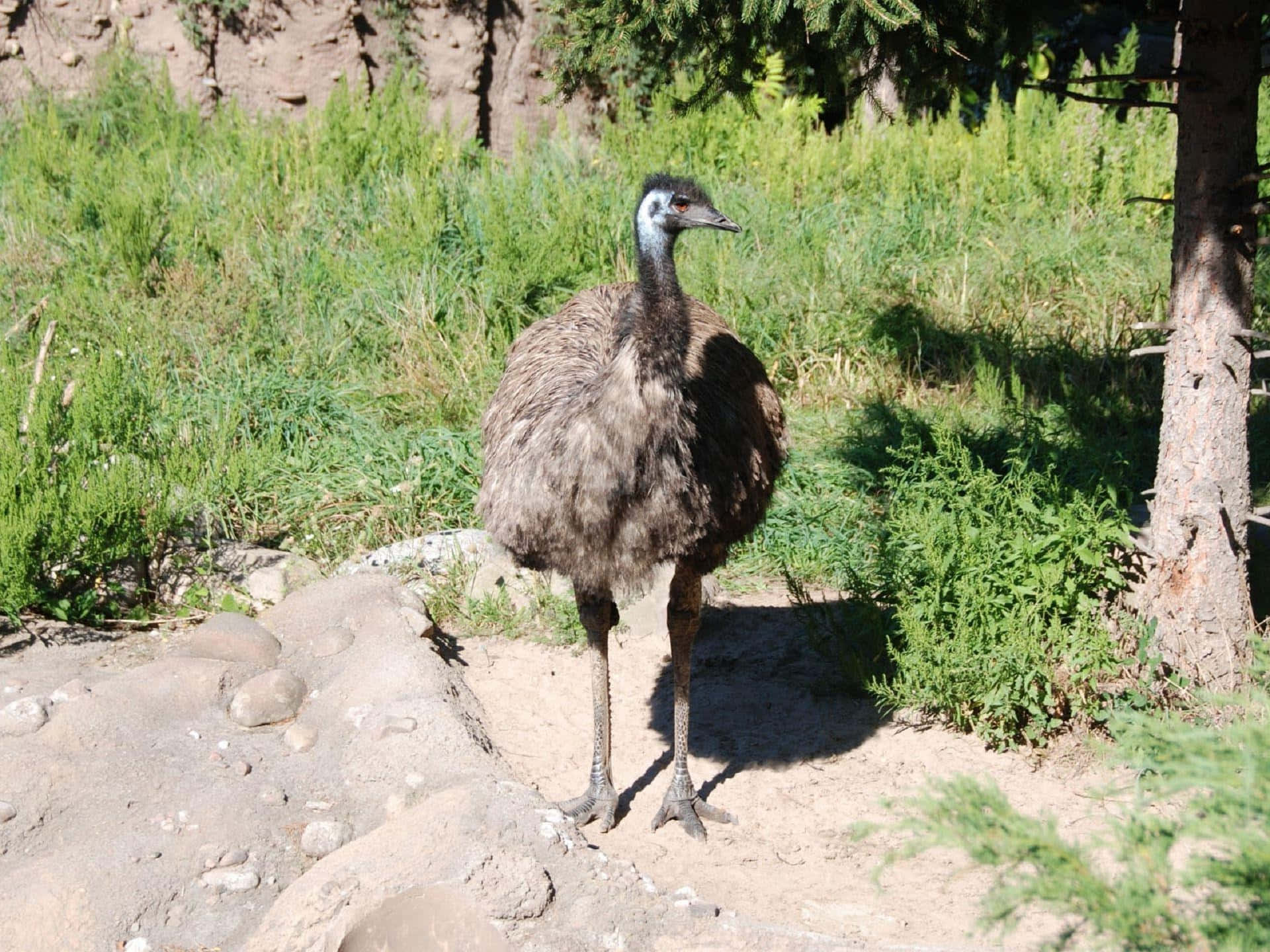 Emu Standingin Natural Habitat.jpg Background