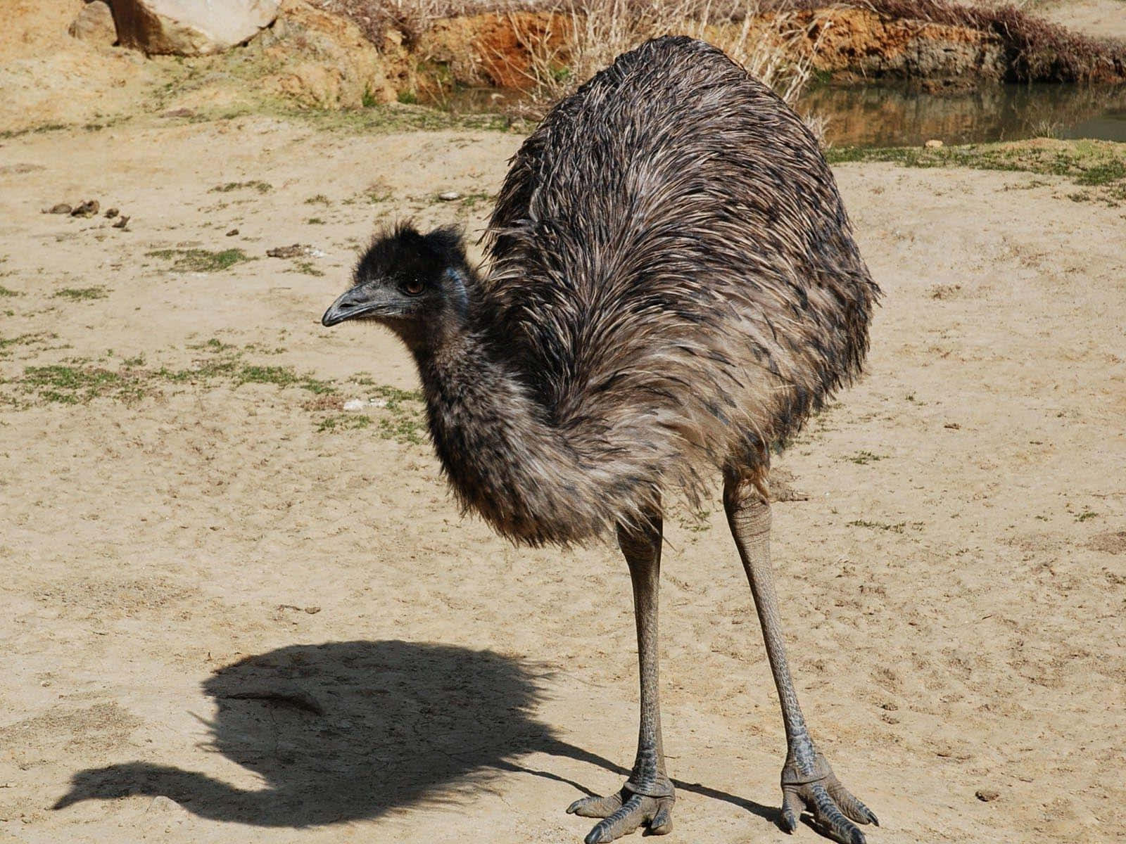 Emu Standingin Sunlight.jpg Background