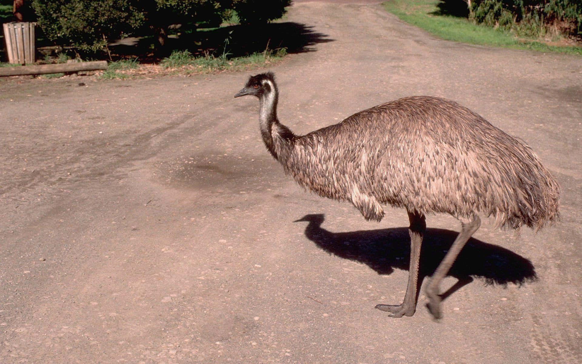 Emu Walking Down Dirt Road Background