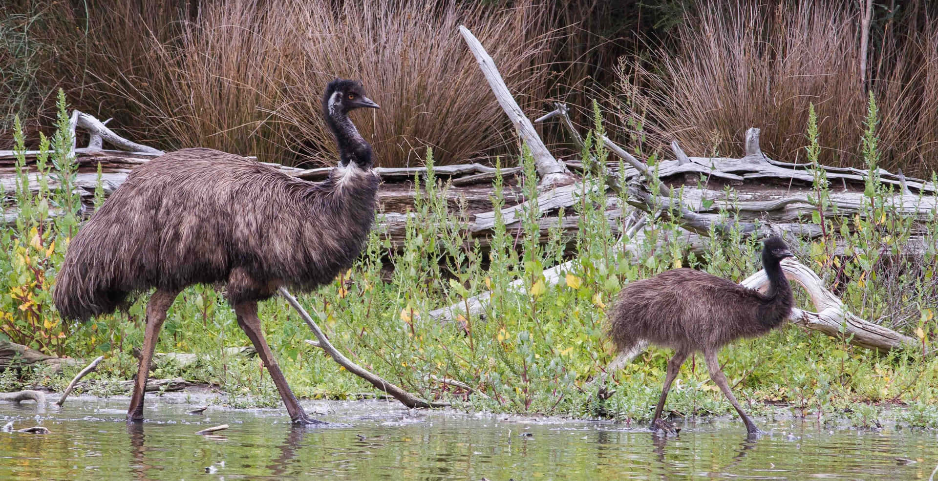 Emus Wading Near Waterbody