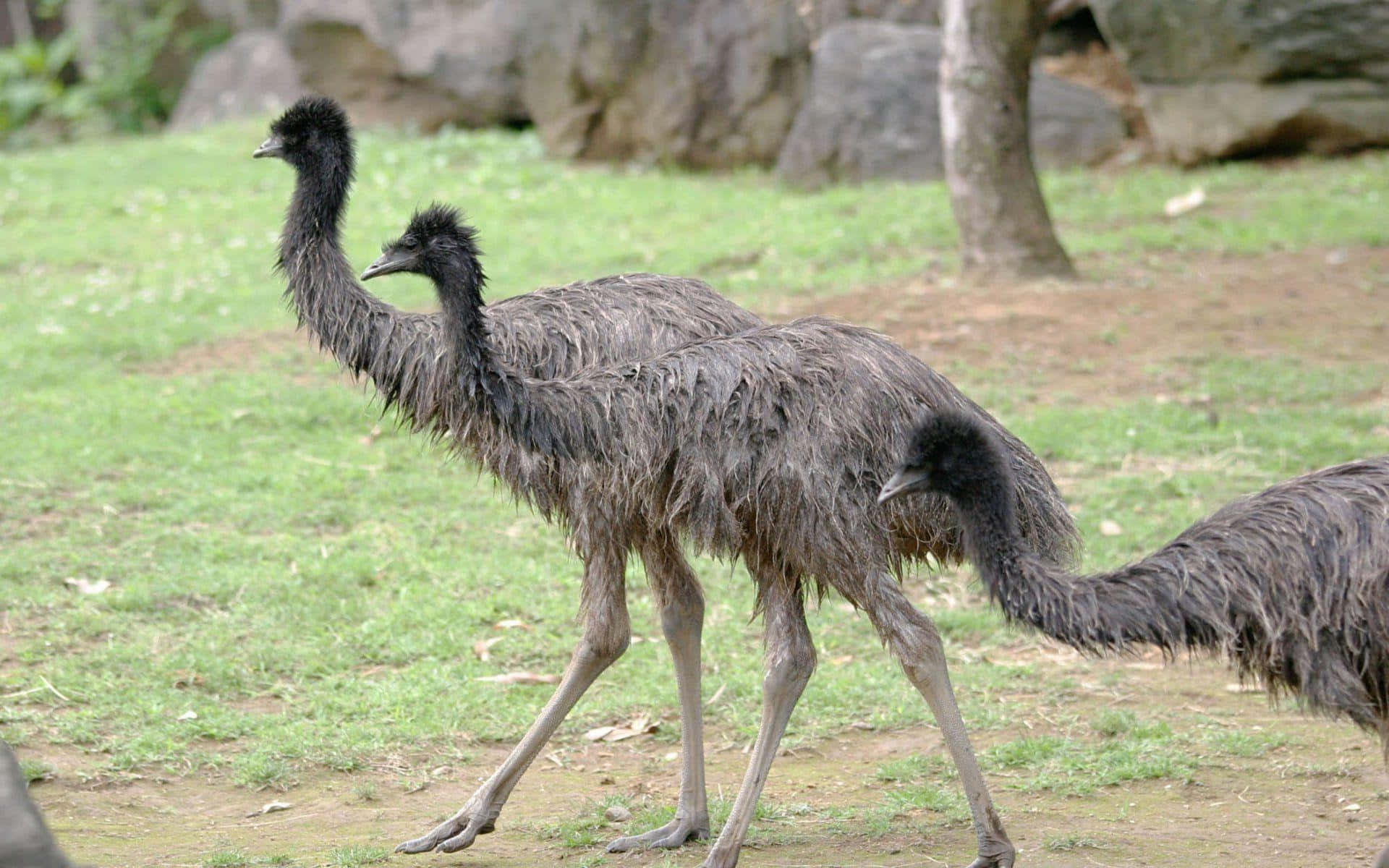 Emus Walkingin Natural Habitat.jpg Background