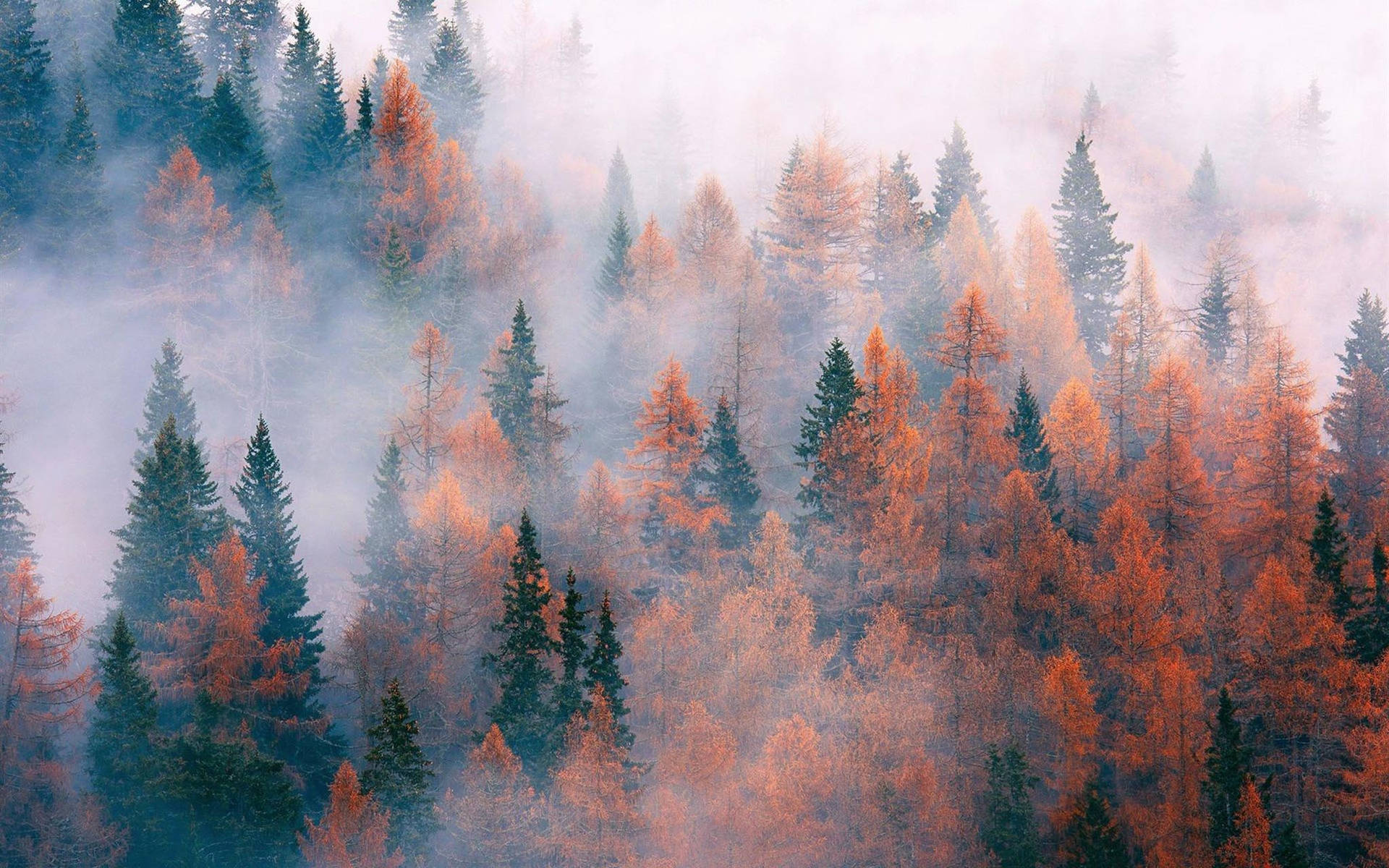 Enchanted Autumn - Foggy Pine Forest Background