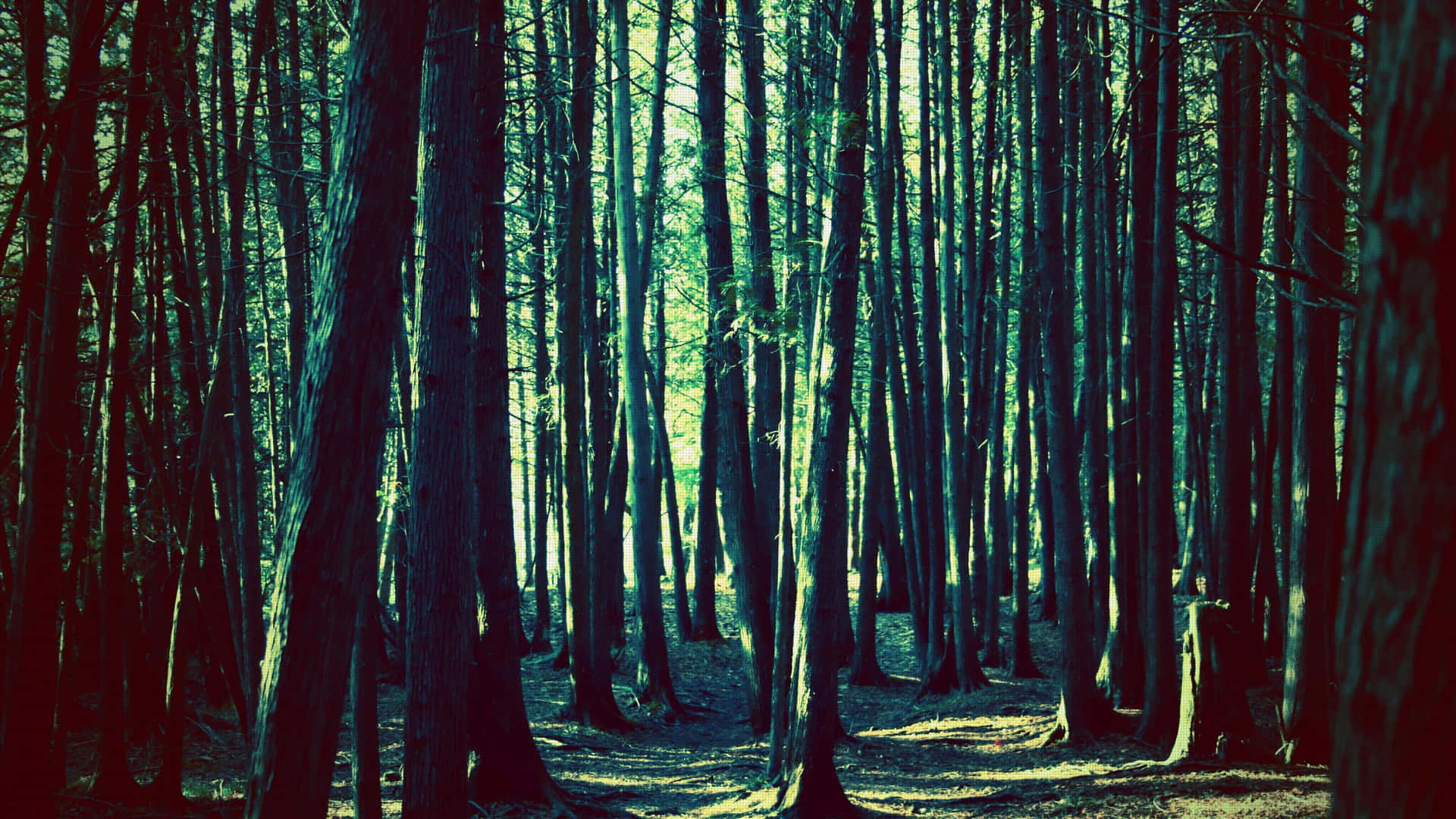 Enchanted_ Blue_ Forest_ Background.jpg Background