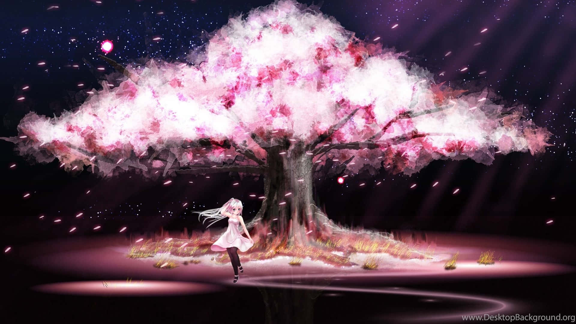 Enchanted Cherry Blossom Night Anime Background